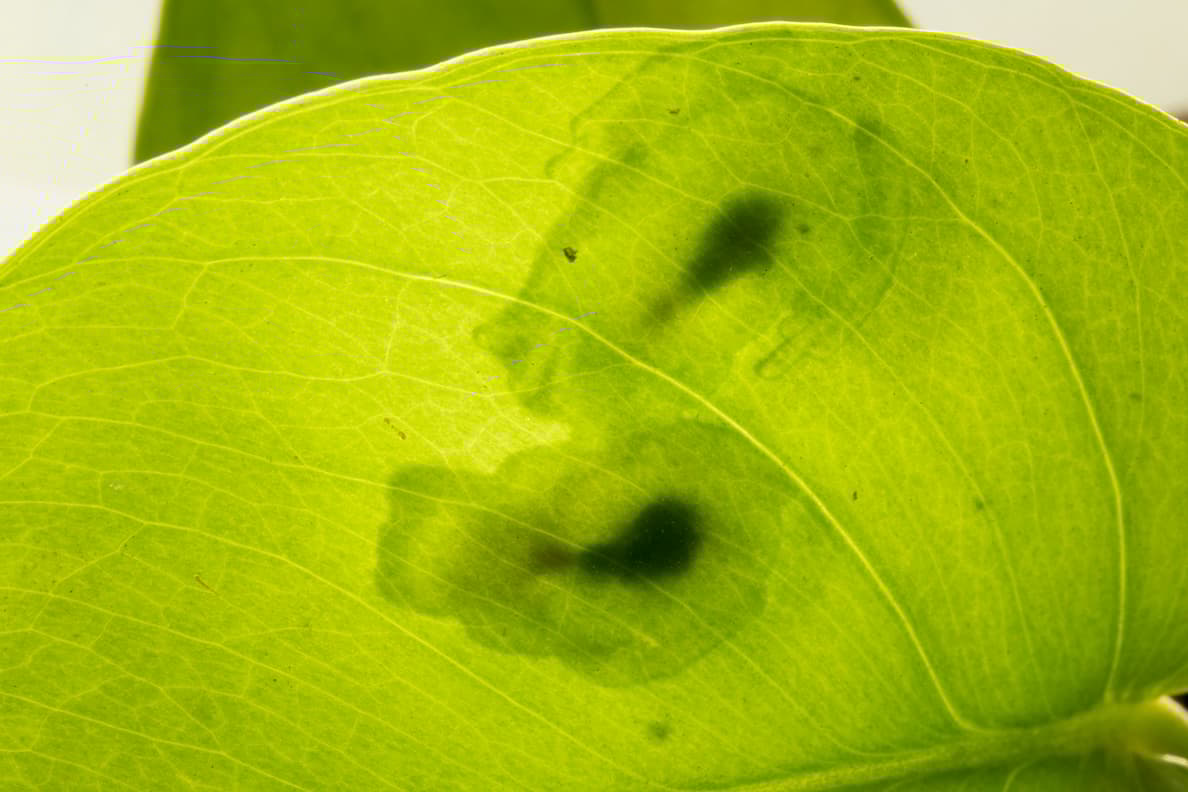 Two transparent glassfrogs, as viewed through a leaf
