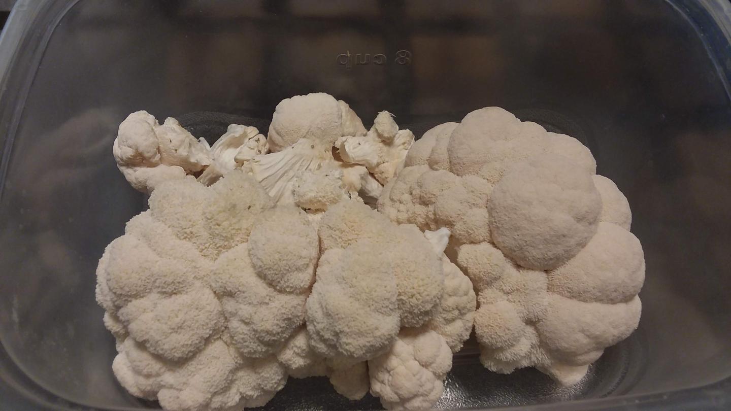 Lion's mane mushrooms grown in the Mella