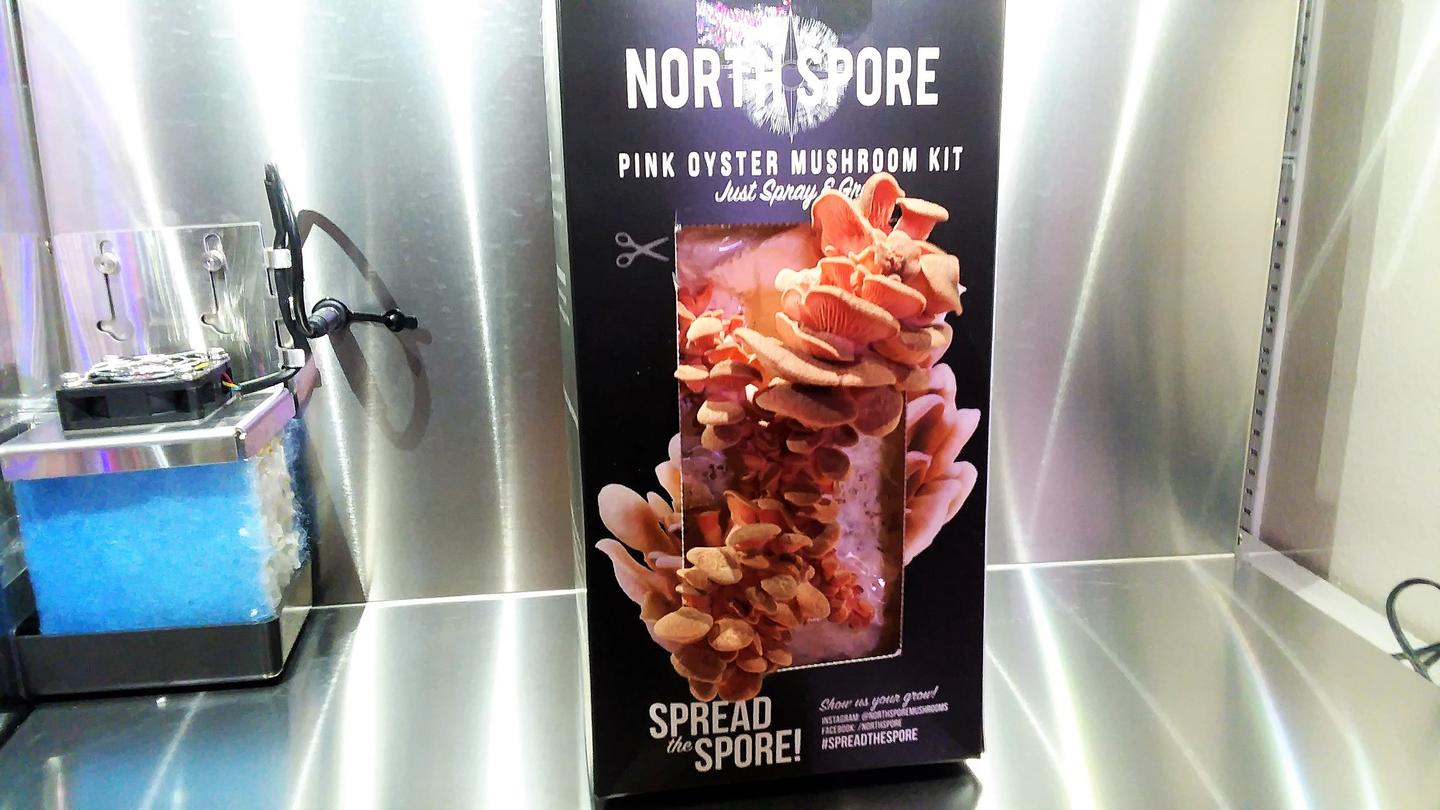 Pink oyster mushrooms in growing chamber