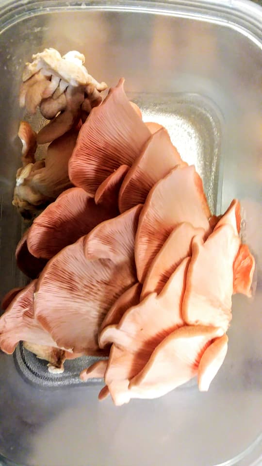 Pink oyster mushrooms after harvesting
