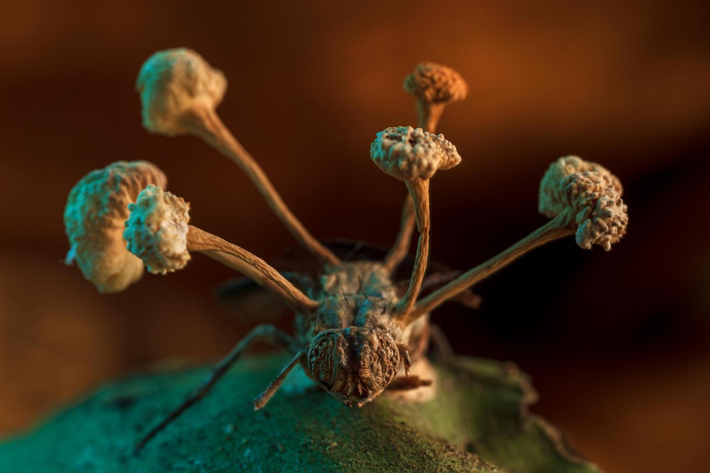 BMC Ecology and Evolution photography competition. Overall winner. The fruiting body of a parasitic fungus erupts from the body of a fly
