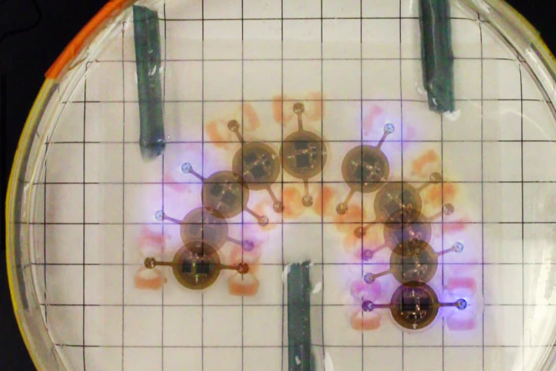 This multiple exposure shows how one of the eBiobots could be steered around an obstacle