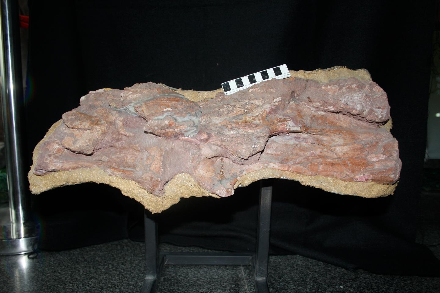 A fossil of the lower jaw and two vertebrae of a Mamenchisaurus