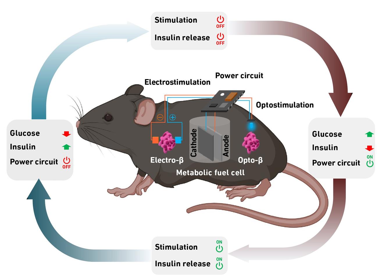 The energy-insulin self-regulating circuit
