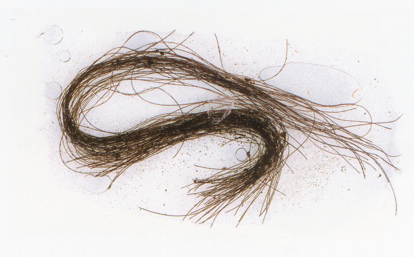 A sample of the hair strands that were found in the secret cache at the back of the cave