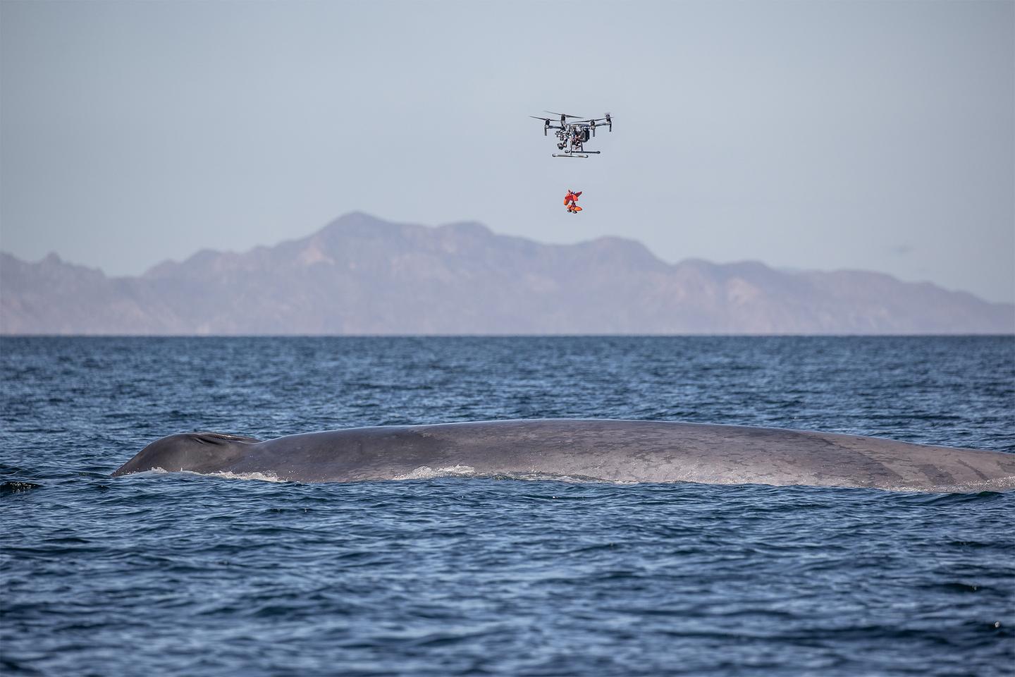 This system also removes the human risk involved in steering boats close to these huge mammals for tagging