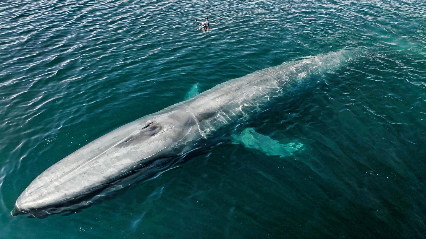 This system allows for scientists to monitor whale population and behavior while minimizing stress to the animals