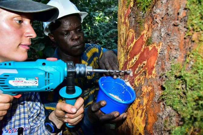 Researchers collect a wood sample from one of the trees