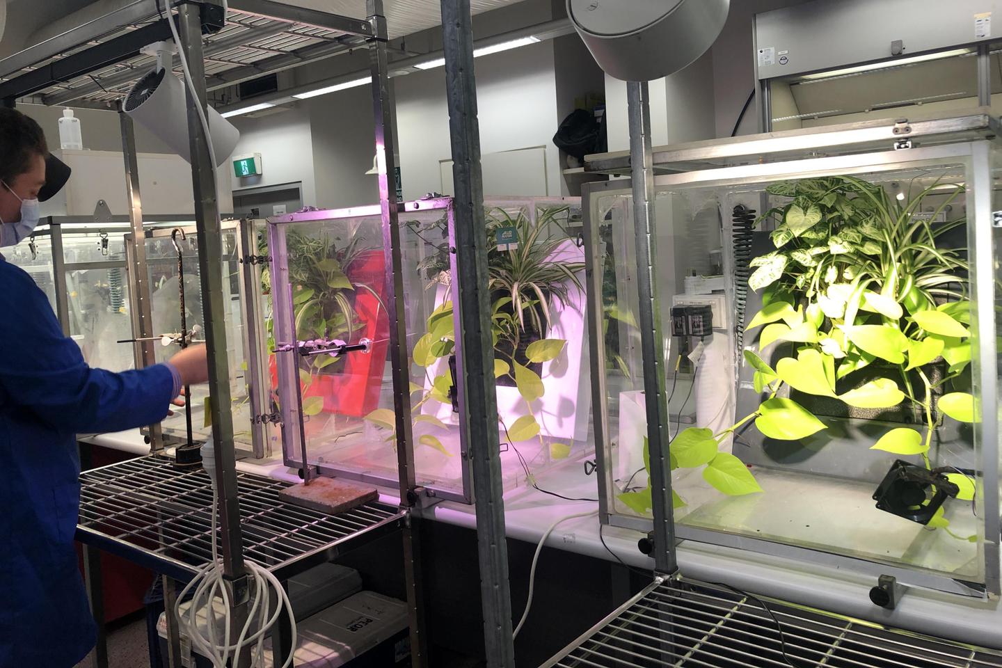 University of Technology Sydney researchers testing the plants' ability to digest air pollutants