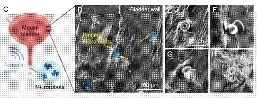 C: Schematic illustration of introducing the microrobots to the mouse bladder and using an acoustic wave to deploy them. D-H: Scanning electron microscope images of the microrobots' fins pinned to the bladder wall