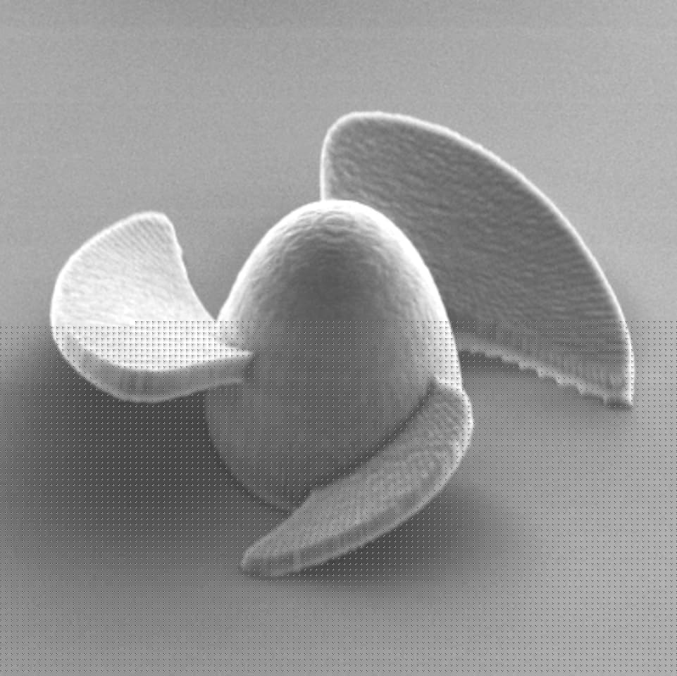 The 20-micrometer-in-diameter robot, viewed under a scanning electron microscope