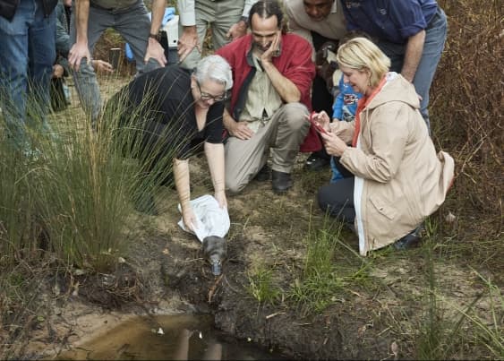 NSW Environment Minister Penny Sharpe releases a platypus