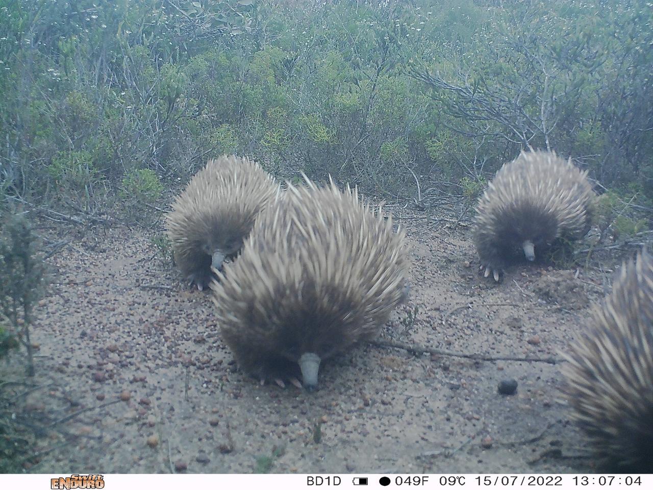 The camera captured an echidna train, a courtship ritual in which a female leads a 'train' of males until she picks a suitable mate