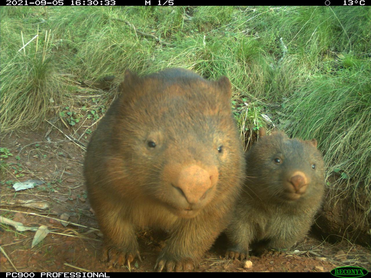 A curious wombat and her joey grab a family snap in the Southern Highlands, New South Wales