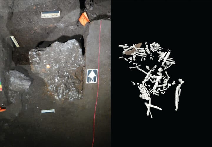 Left: A depression containing the remains of at least four Homo naledi children. Right: A CT scan reconstruction of one of the skeletons