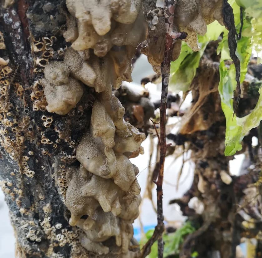 A close look at some of the organisms that colonized one of the tree-reefs