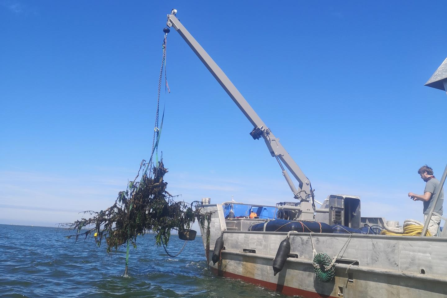 One of the tree-reefs being raised back onto the research vessel