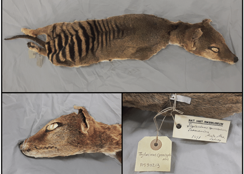 Scientists have collected RNA from a 130-year-old thylacine specimen, from the collection of the Swedish National History Museum