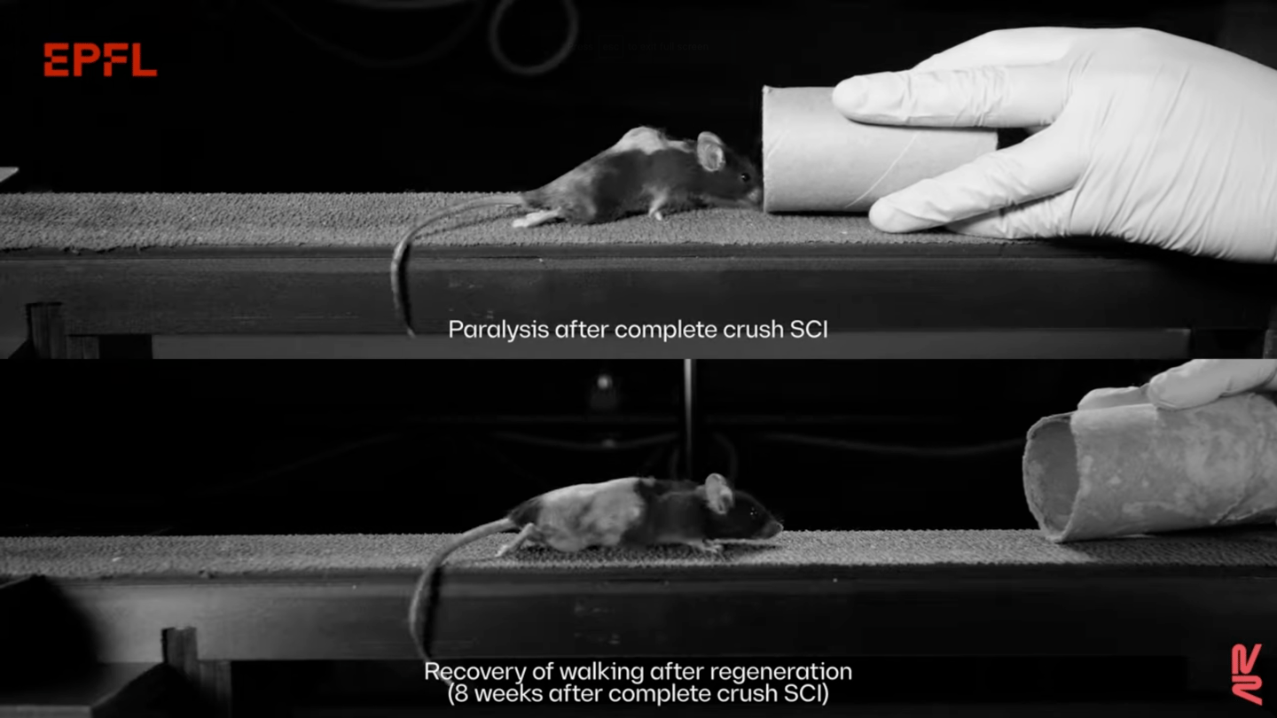 Injured mice were able to regain the ability to walk after the gene therapy