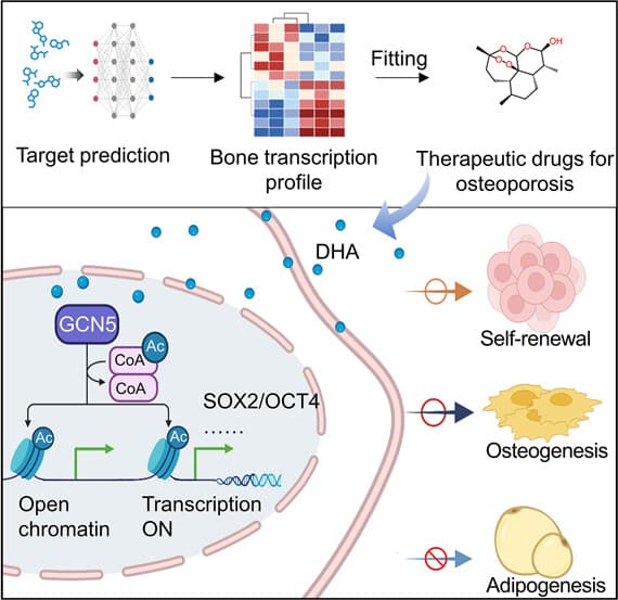 This graphic demonstrates how DHA, delivered to bone via nanoparticles, influences gene expression in the bone marrow MSCs