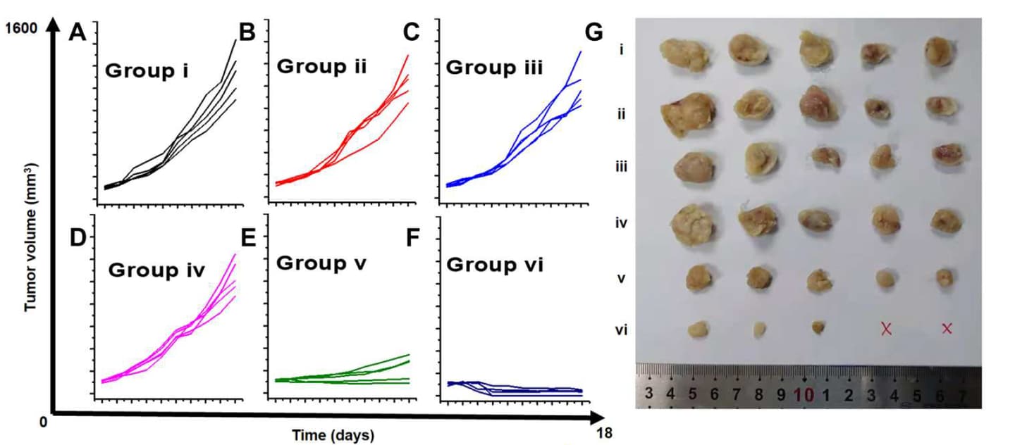 This chart and display shows the dramatically diminished tumors treated in the rodent study