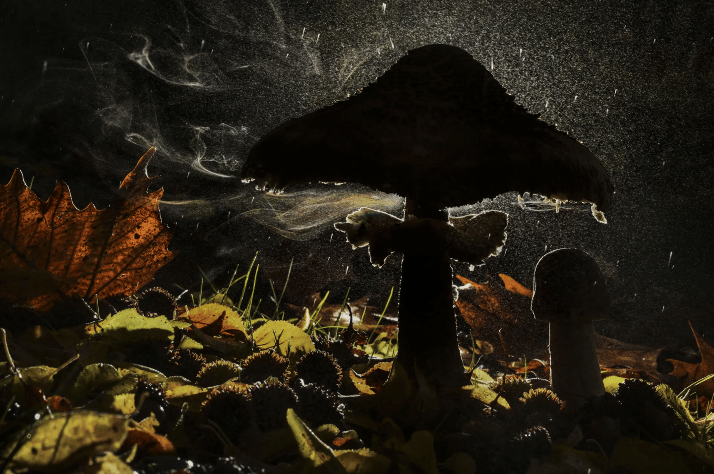 'Last breath of autumn', Agorastos Papatsanis (Greece) – Plants and Fungi winner. Nikon D810 + 105mm f2.8 lens; 1/40 at f36; ISO 500; Godox flash + trigger; Leofoto mini tripod
