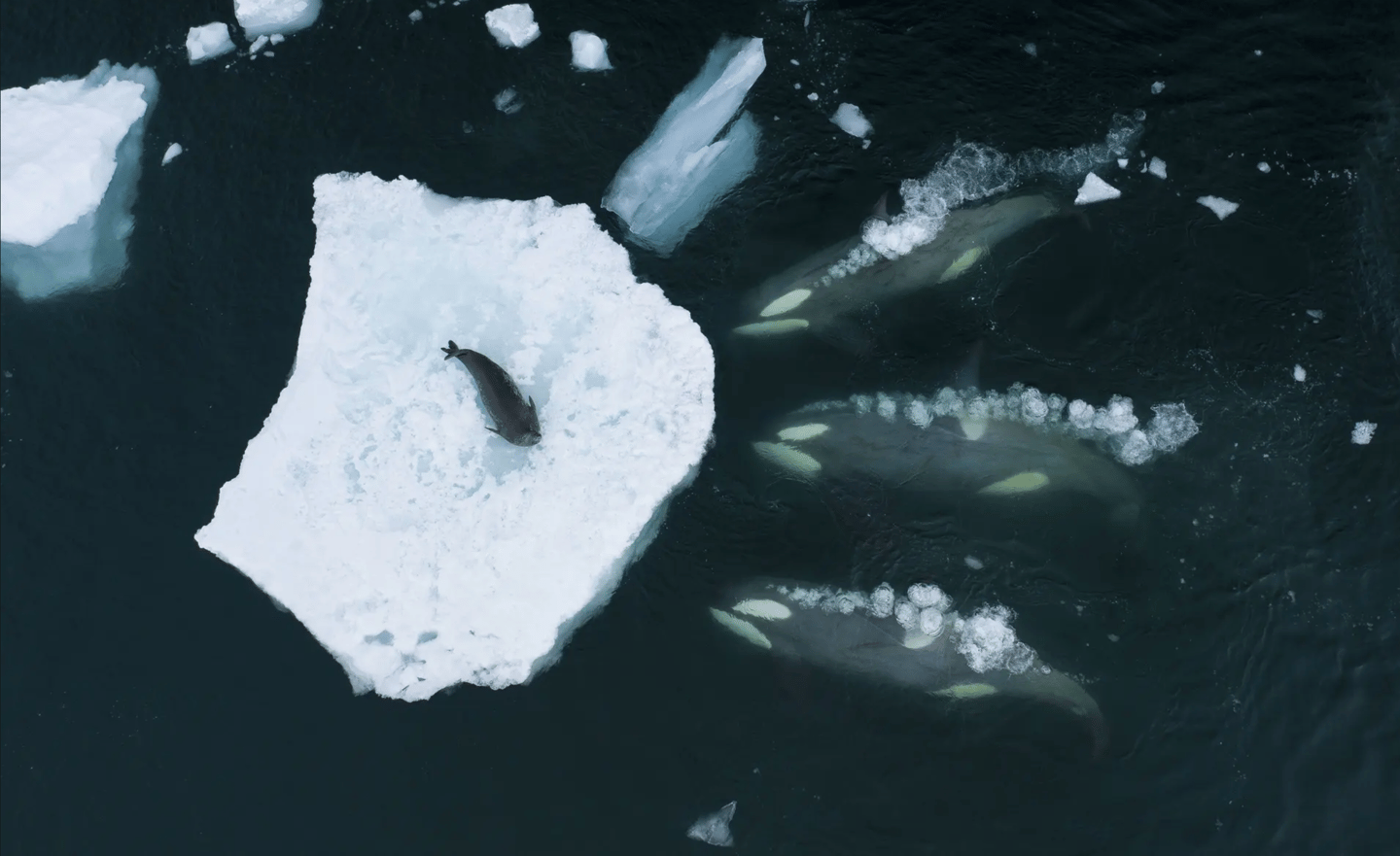 'Whales making waves', Bertie Gregory (UK) – Behaviour: Mammals winner. DJI Mavic 2 Pro + Hasselblad L1D-20c + 28mm f2.8 lens; 1/120 at f4; ISO 100