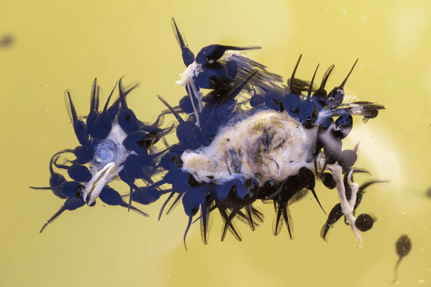 'The tadpole banquet', Juan Jesús Gonzalez Ahumada (Spain) – Behaviour: Amphibians and Reptiles winner. Canon EOS R6 + 100mm f2.8 lens; 1/80 at f5.6; ISO 320; ring flash