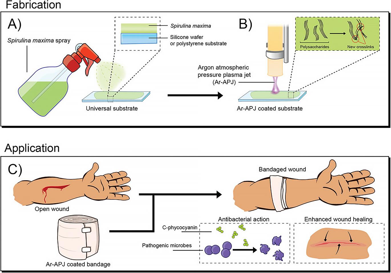 A schematic depicting the one-step argon APPJ process to transform S. maxima biomass into an ultrathin bioactive coating and its application