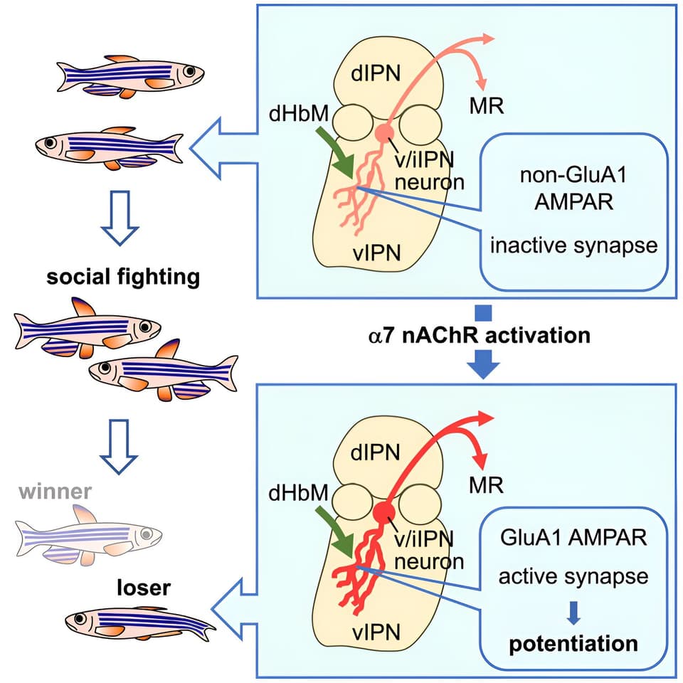 This graphical abstract shows the pathway activated in brain of the losing fish