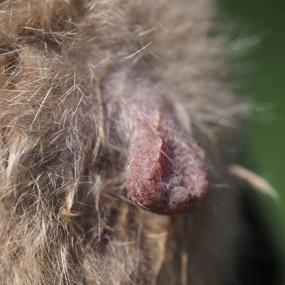 NSFW: The bat's not-so-secret weapon at rest
