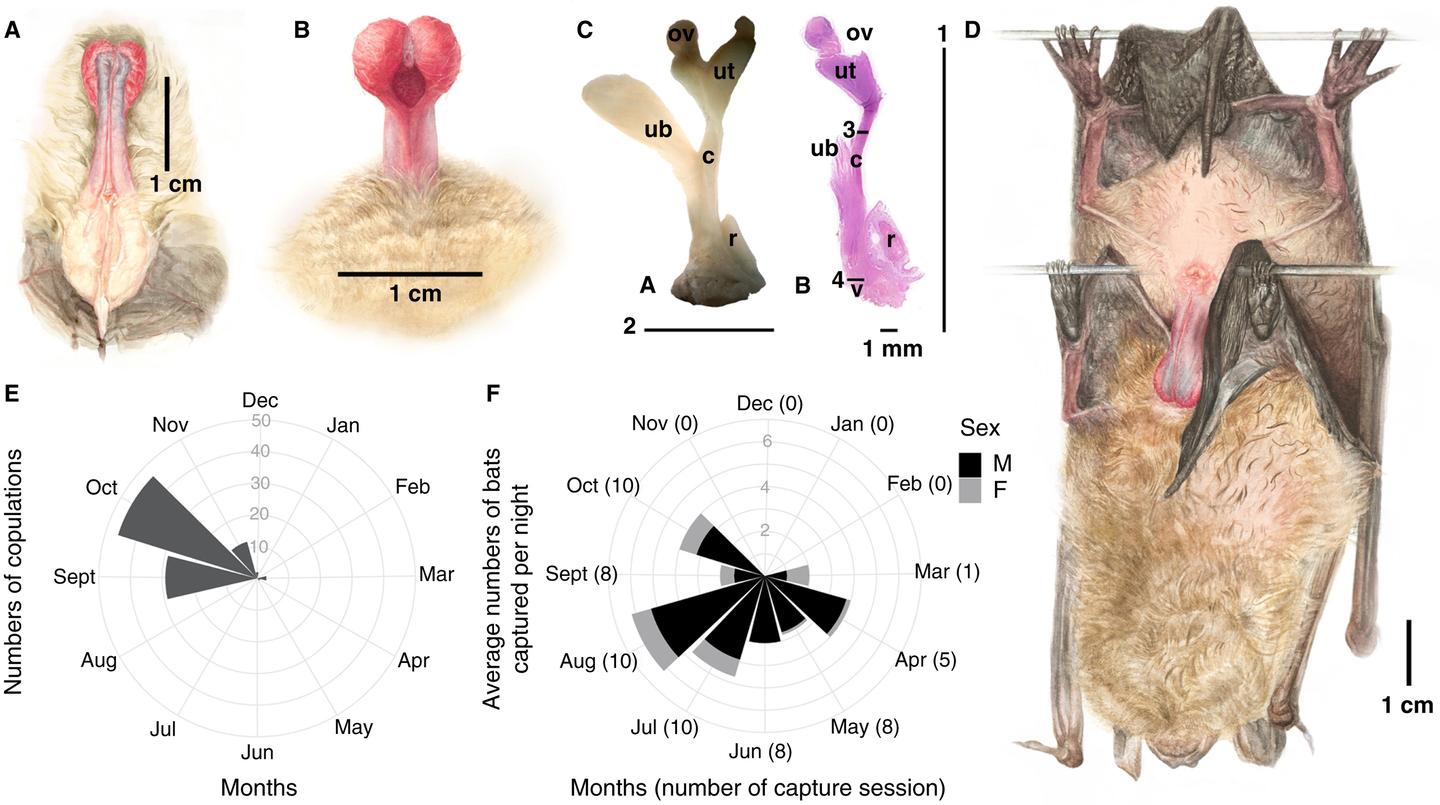 (A) Ventral and (B) dorsal views of the erect penis. (C) Microscopic photographs of female genital tract. (D) Example of copulation. (E) Numbers of copulations merged by month. (F) Average number of bats captured at site per night