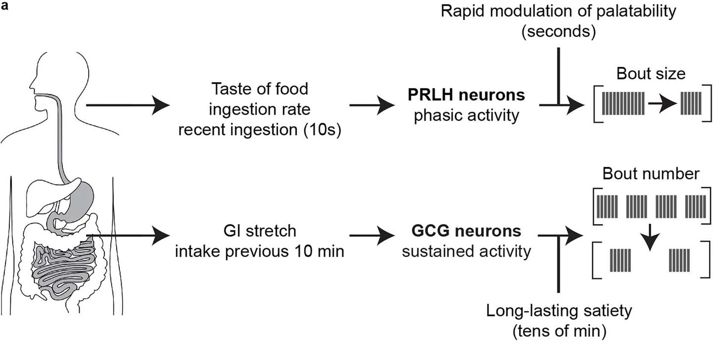 Food intake generates both fast orosensory and slower gastrointestinal signals that feed back to the cNTS to modulate appetite