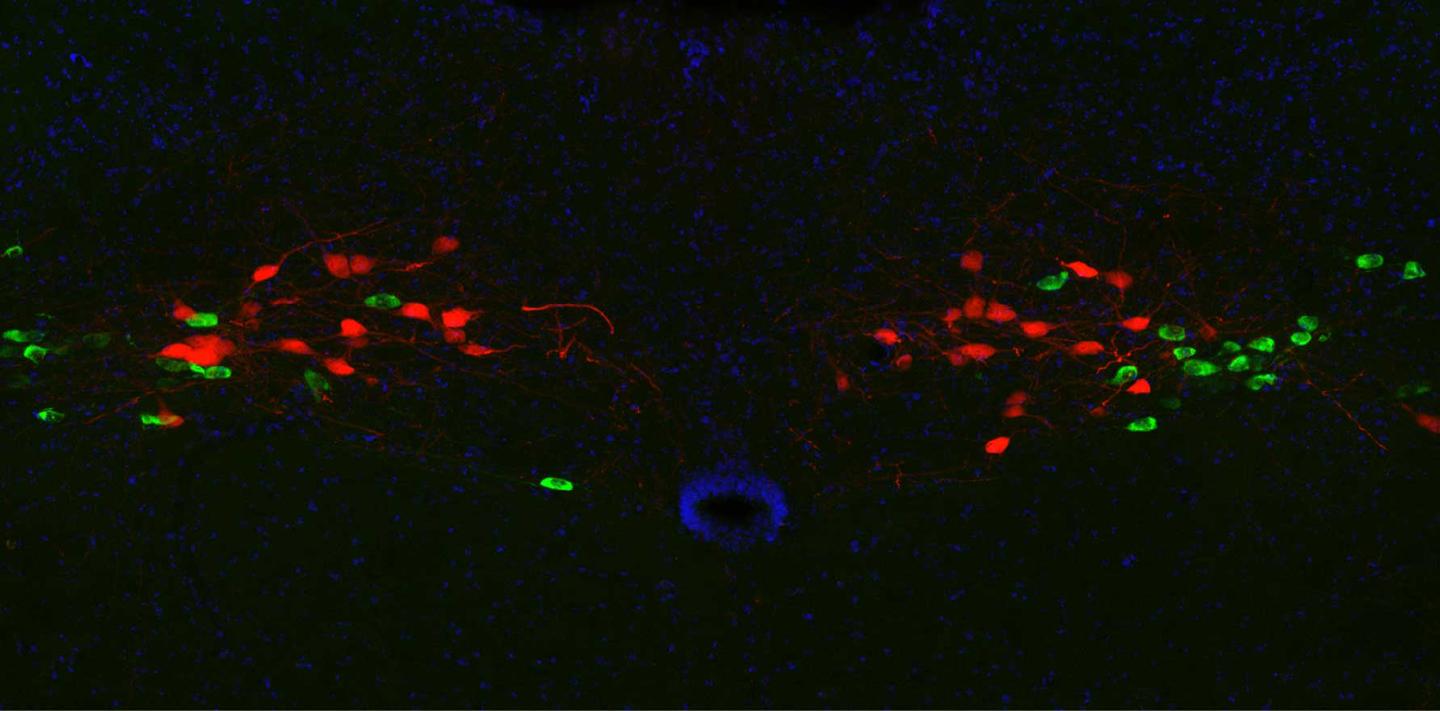 PRLH neurons (green) in the cNTS respond to signals generated from tasting food, and slow down the pace of eating, whereas GCG neurons (red) respond to signals from the gut and provide the feeling of being full