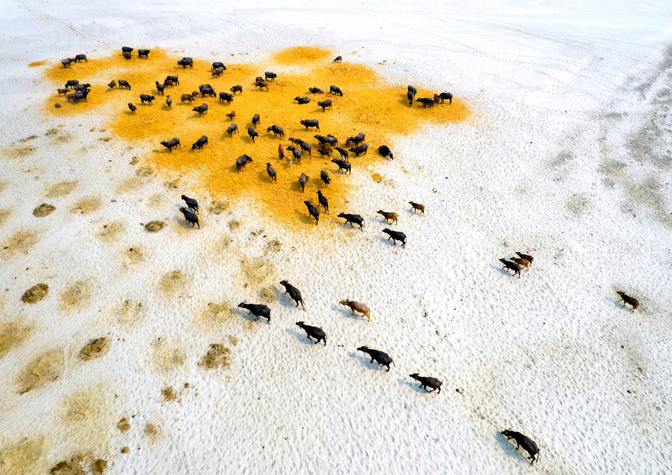 "Survival Of Buffaloes In Drought", Shafiul Islam, Keeping 1.5 Alive category winner