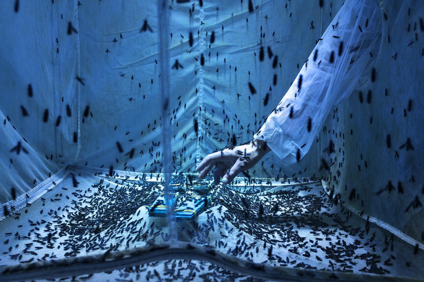 "Black Soldier Fly Farming (I)", Maurizio di Pietro, Grand Title winner