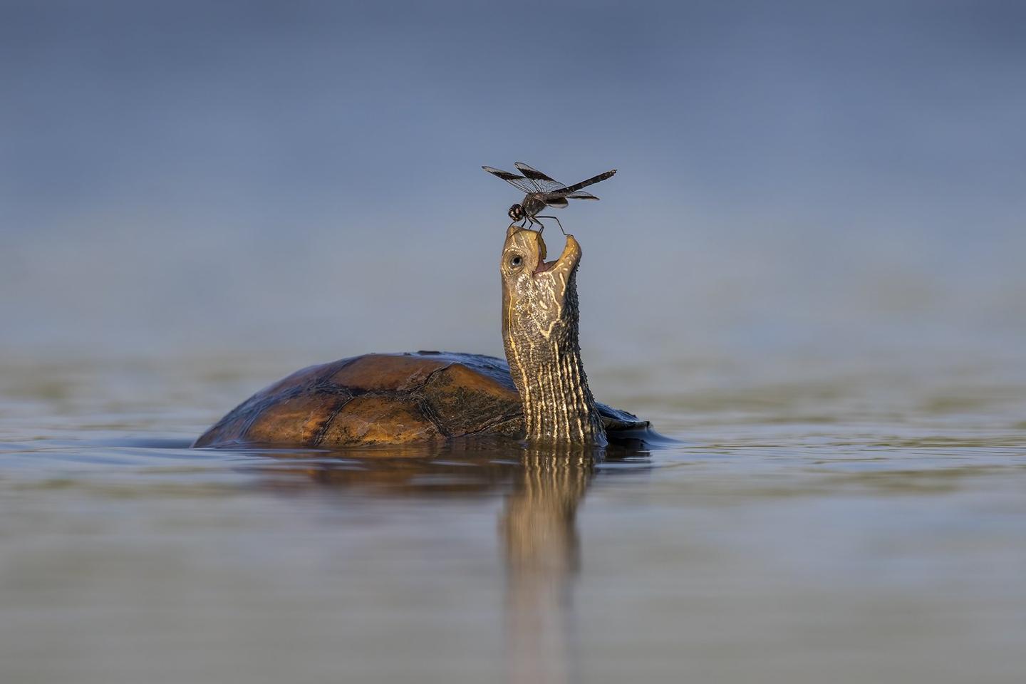 "The Happy Turtle", Tzahi Finkelstein (Israel)