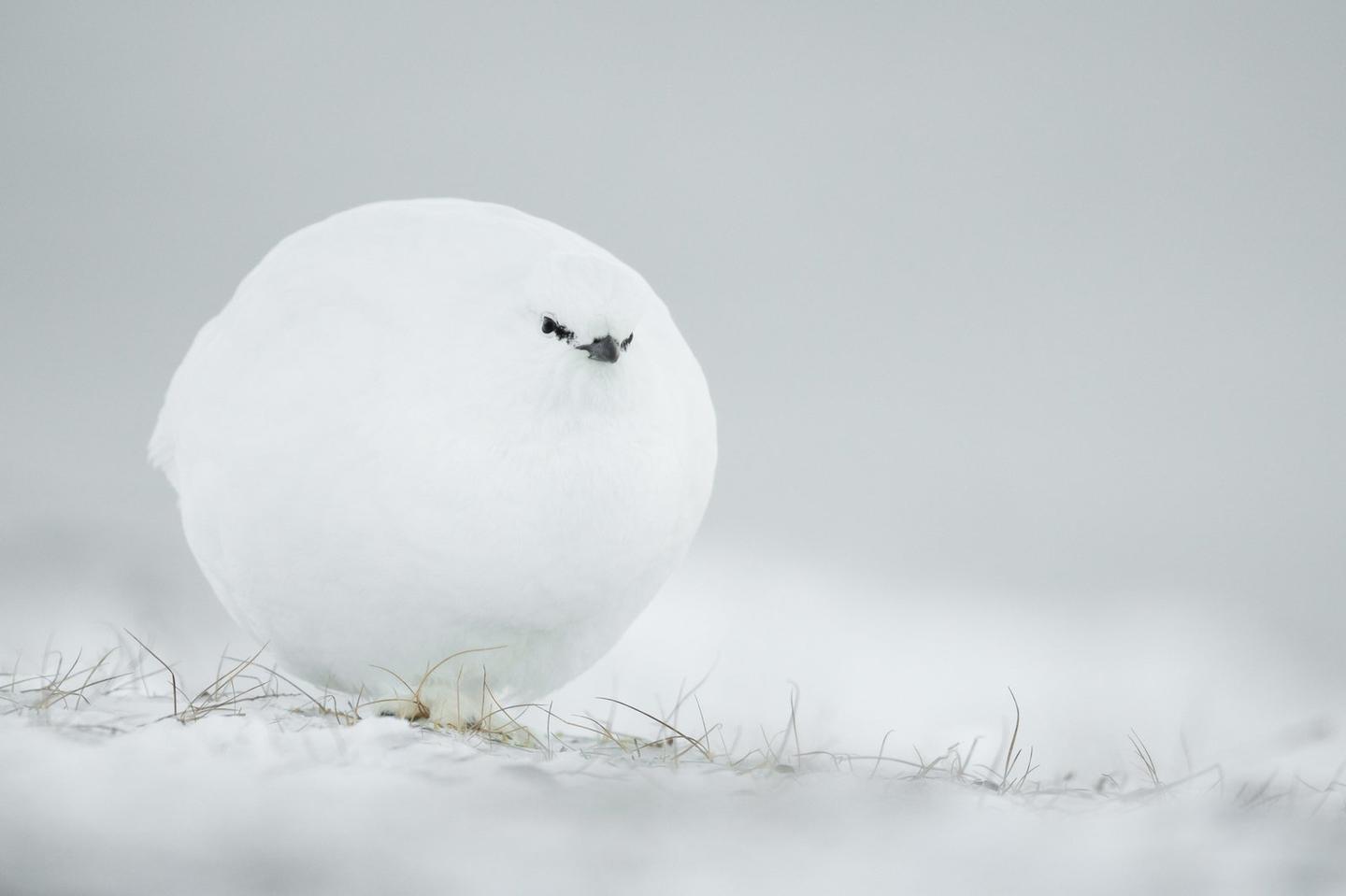 "Snowball", Jacques Poulard (France)