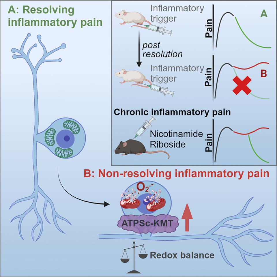 This graphic shows how in the mice study, animals boosted with nicotinamide riboside had their chronic pain pathway disrupted