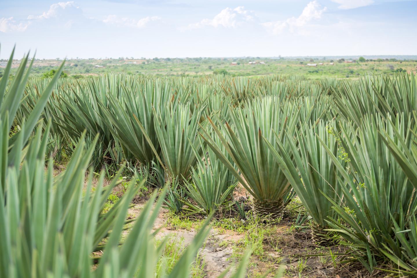 A crop of the Agave sisalana plants