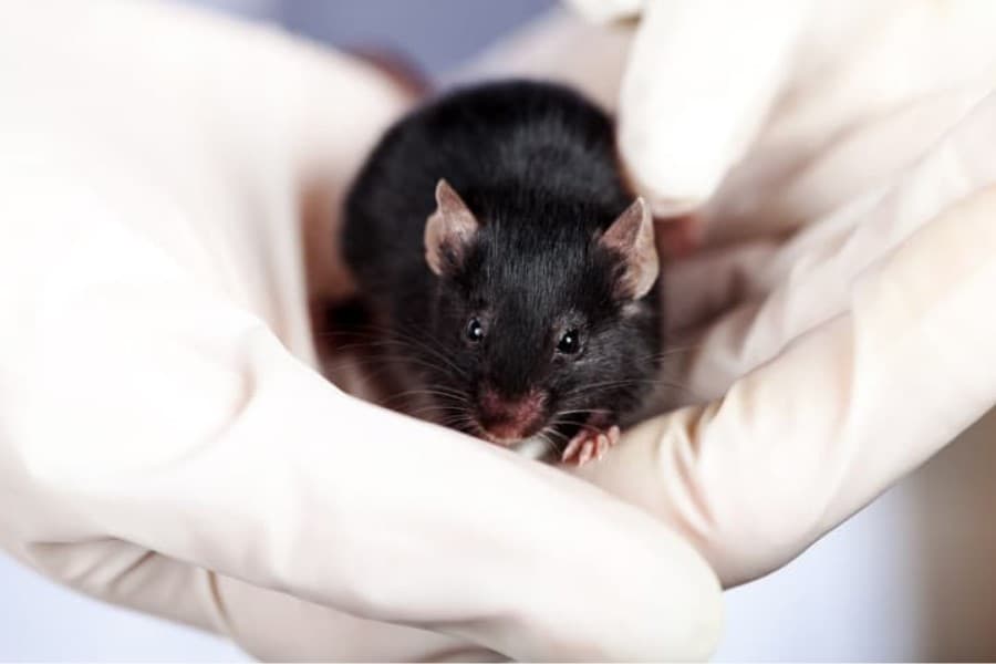 The embryos were from lab mice with this dark-fur phenotype