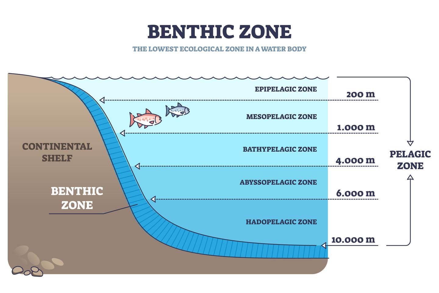 An illustration of the different ocean zones