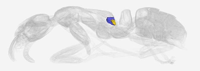 The metapleural glands, from which the antibiotic substances originate, are located on the sides of the ant's thorax