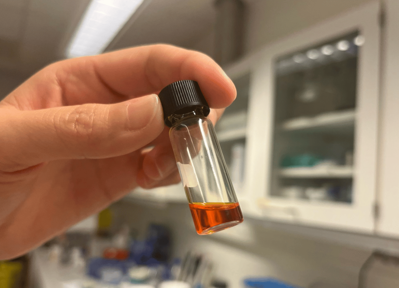 Isolated celastrol produced by the Kampranis lab. Celastrol is a complex plant specialized metabolite with a reddish color