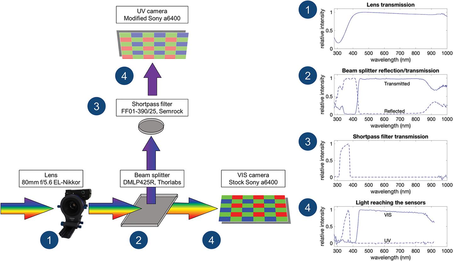 Video recordings can produce accurate estimates of animal quantum catches specific to their vision spectrum range. In this case, for the honeybee (left) and average ultraviolet-sensitive bird (right)
