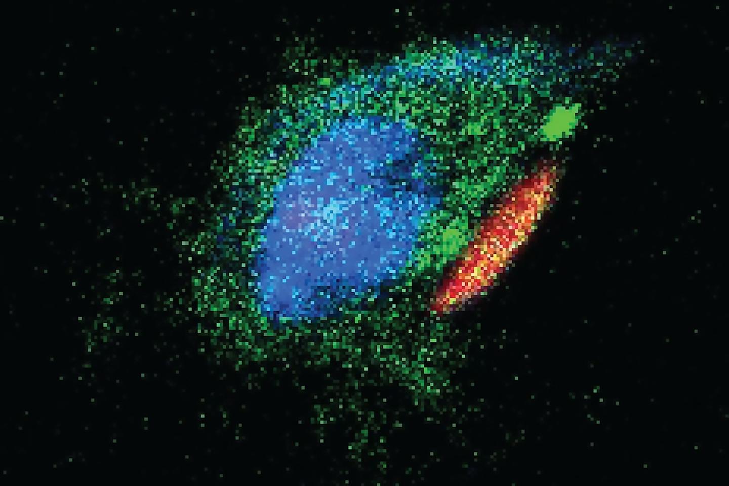 A macrophage (green and blue) with a backpack (red) attached to its surface