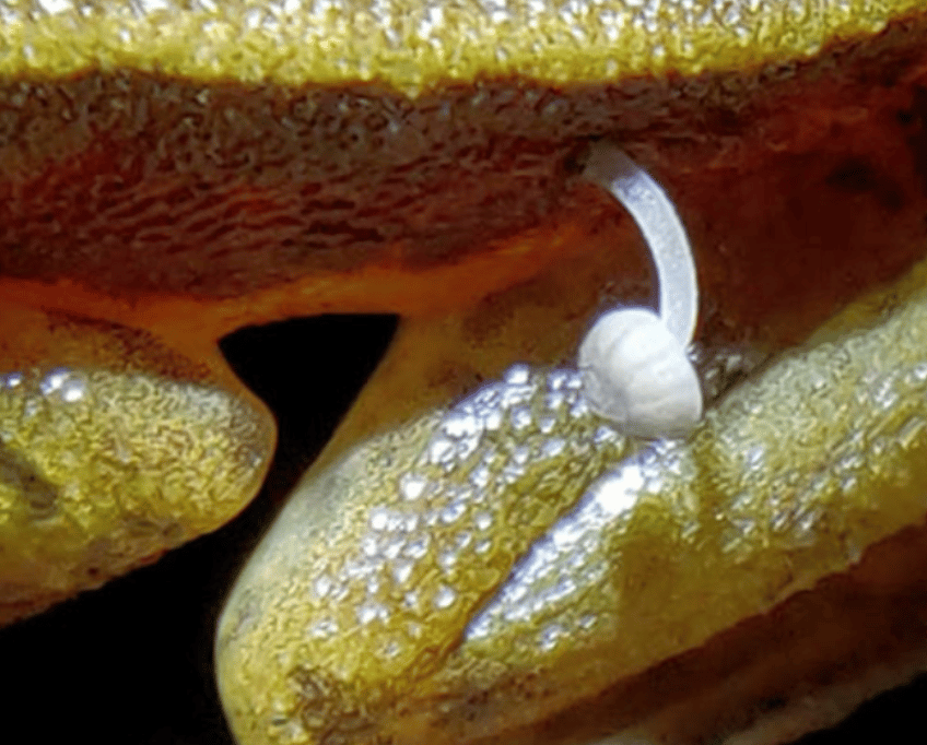 The frog seemed unbothered by its mushroom passenger