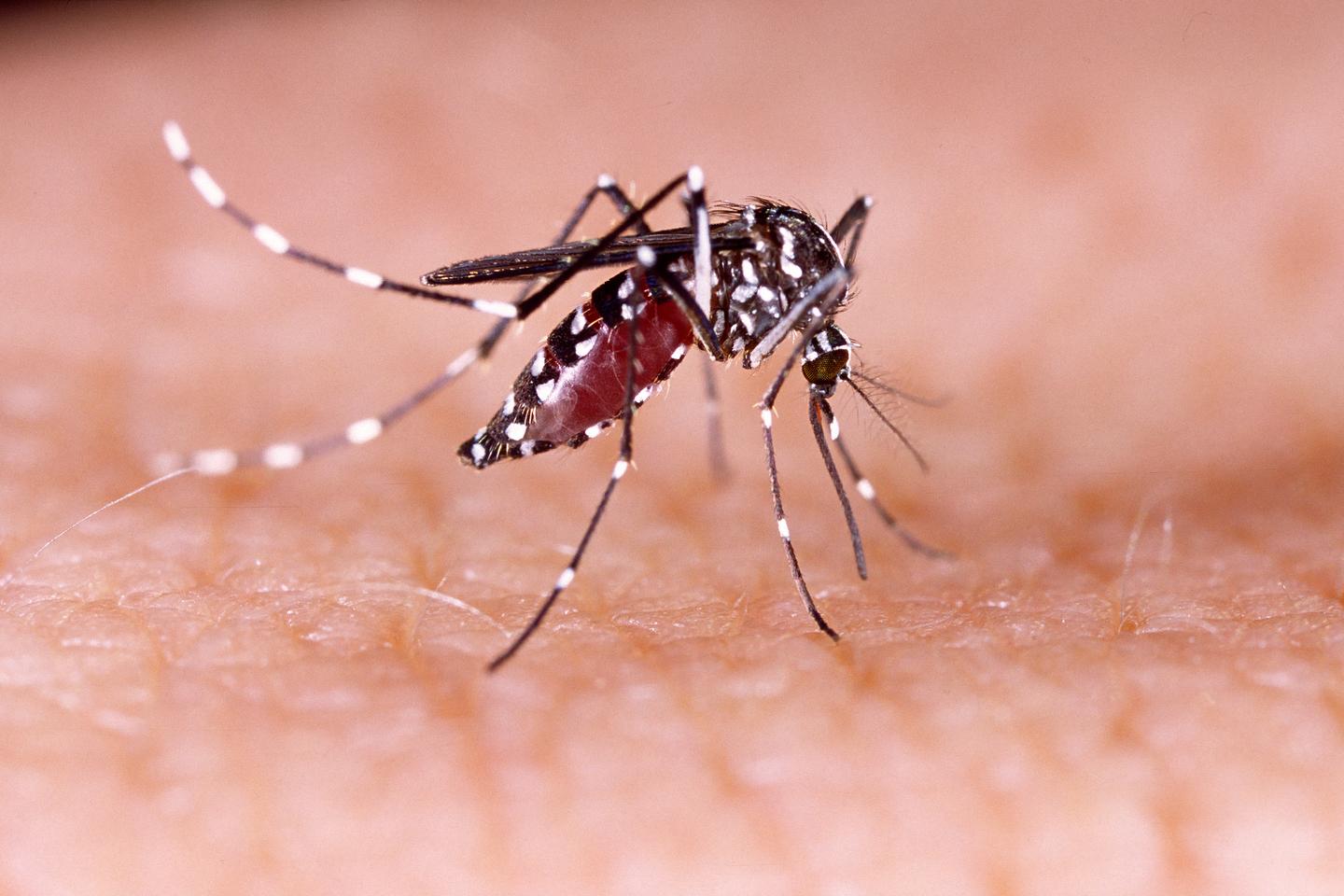 When they bite humans, female Aedes aegypti mosquitos may transmit parasites that cause diseases such as dengue, yellow fever, zika and chikungunya