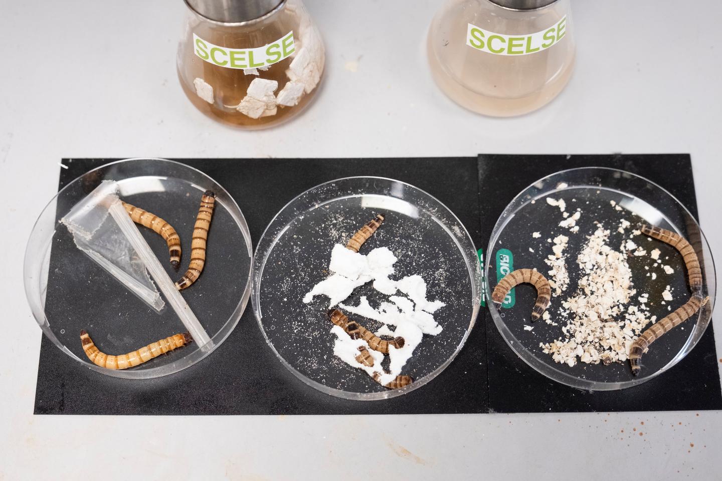 Bon Appétit: High-density polyethylene, polypropylene and polystyrene were on the menu