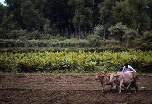 MTN Nigeria, NiMet to offer weather service to Nigerian farmers